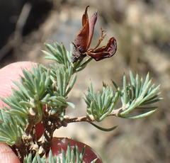 Aspalathus rigidifolia