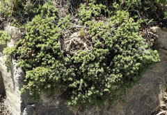 Aspalathus rigidifolia