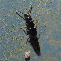 Oxybleptes kiteleyi