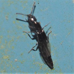 Oxybleptes kiteleyi