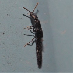 Oxybleptes kiteleyi