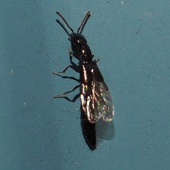 Oxybleptes kiteleyi