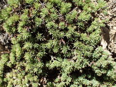 Aspalathus rigidifolia