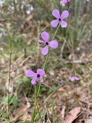 Tetratheca juncea