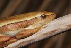 Hyperolius horstockii