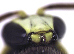 Hylaeus euxanthus