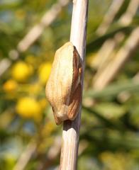 Hyperolius horstockii