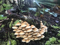 Panellus pusillus