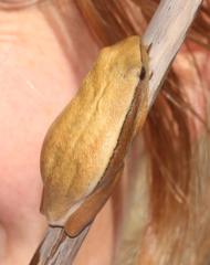 Hyperolius horstockii