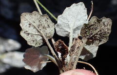 Hermas capitata