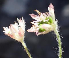 Hermas capitata