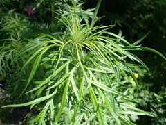Artemisia sieversiana