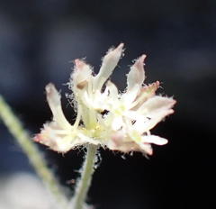 Hermas capitata
