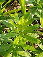 Galium mollugo