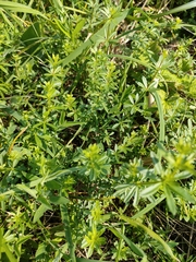 Galium mollugo