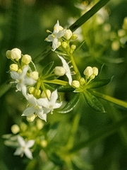 Galium mollugo
