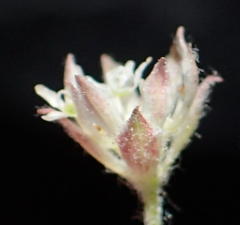 Hermas capitata