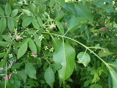 Euonymus hamiltonianus