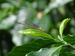 Ceriagrion olivaceum