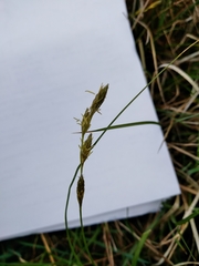 Carex albolutescens