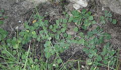 Hermas capitata