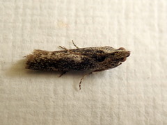 Sciota melanostyla