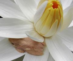 Hyperolius marmoratus marmoratus