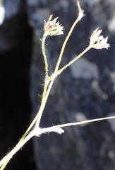 Hermas capitata