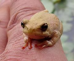 Hyperolius marmoratus marmoratus