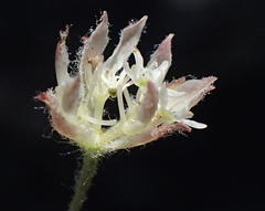 Hermas capitata