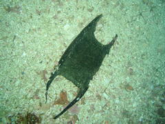 Rostroraja alba