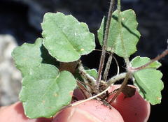 Hermas capitata
