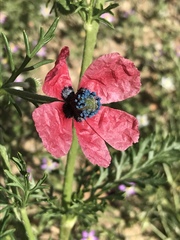 Papaver hybridum