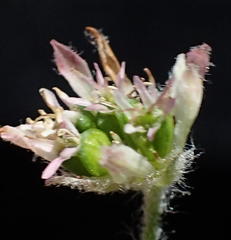 Hermas capitata