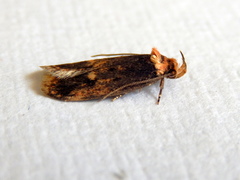 Mimobrachyoma maculifera