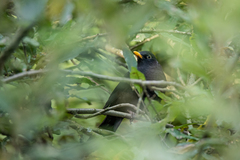 Turdus merula