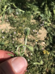 Papaver hybridum