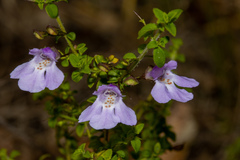 Prostanthera spinosa