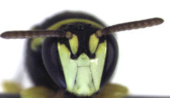 Hylaeus euxanthus
