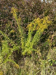 Solidago canadensis
