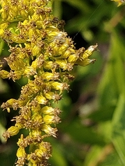 Solidago canadensis