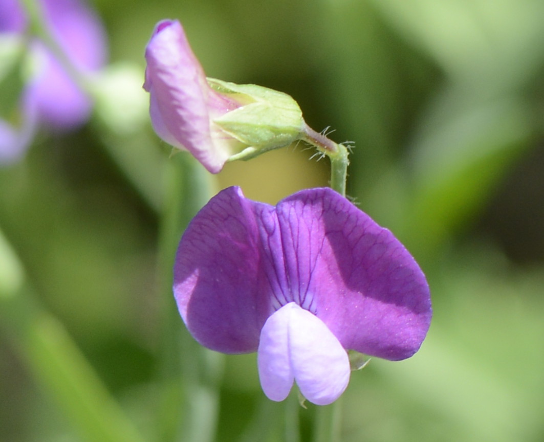 Lathyrus hirsutus