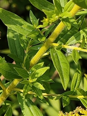 Solidago canadensis