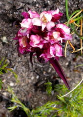 Disa linderiana