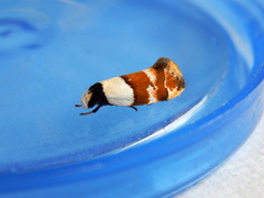 Euphiltra eroticella