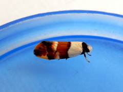 Euphiltra eroticella