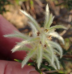 Phylica pubescens pubescens
