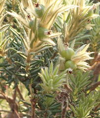 Phylica pubescens pubescens