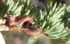 Aspalathus rigidifolia