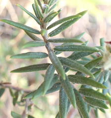 Phylica pubescens pubescens